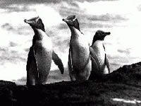 Penguins